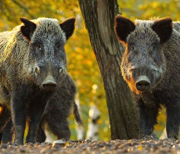 Hog Hunting Tours, New Orleans, LA